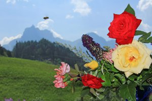 blumen-mit-schlern